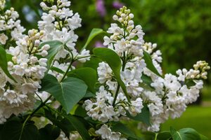 Read more about the article Nine Exotic Trees That Thrive In The Northeast