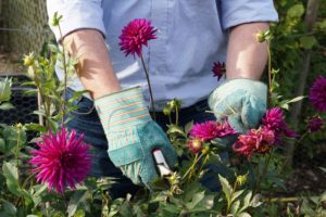 Top Cutting-Garden Flower Species You Need to Meet