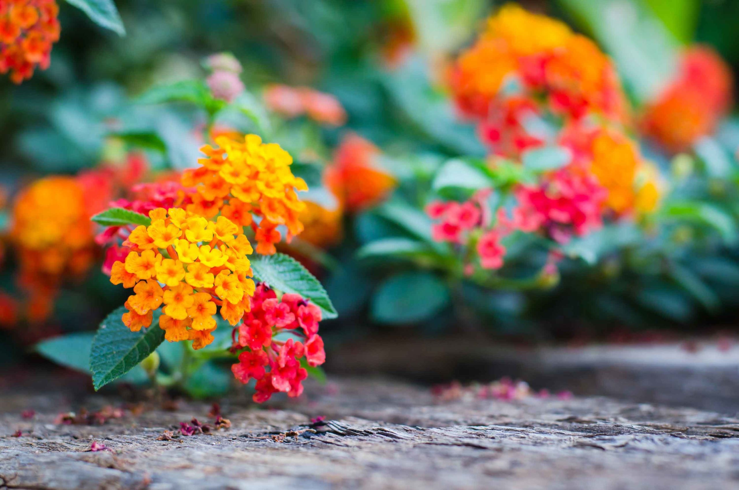 Three Gorgeous Flowering Annuals You’ll Want Planted Next Spring