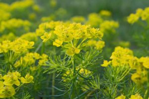 Glengate’s Top Three Favorite Natives For Your Garden