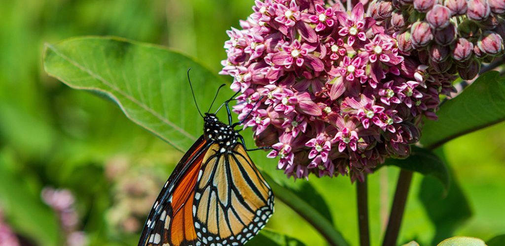 Monarch butterfly on a milkweed flower