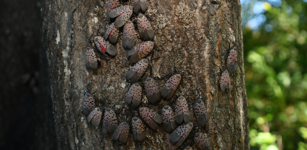 Spotted Lanternfly blog1 (2) Spotted Lanternfly blog1 (2)