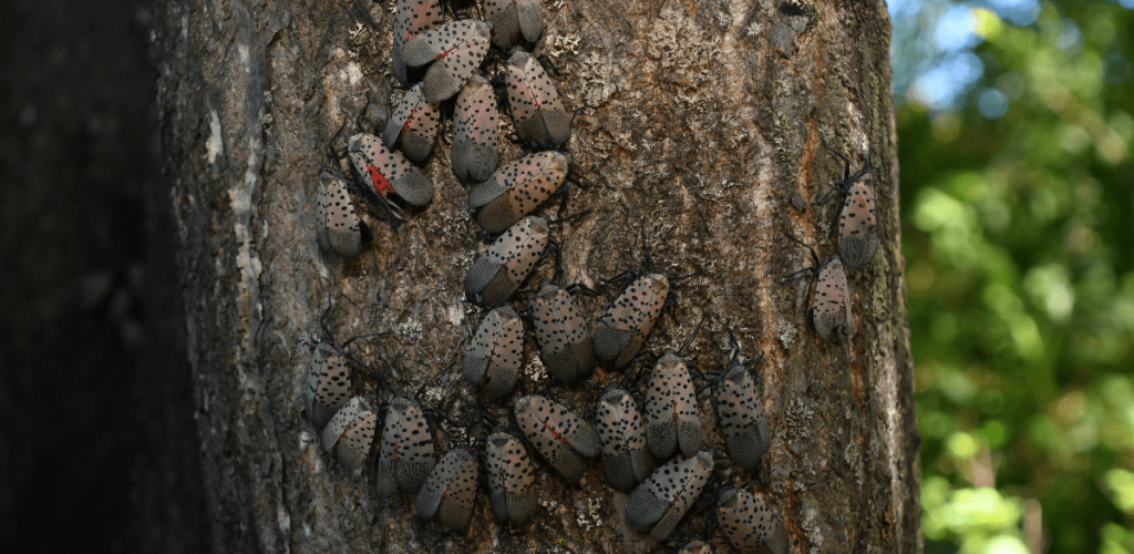 Spotted Lanternfly blog1 (2)