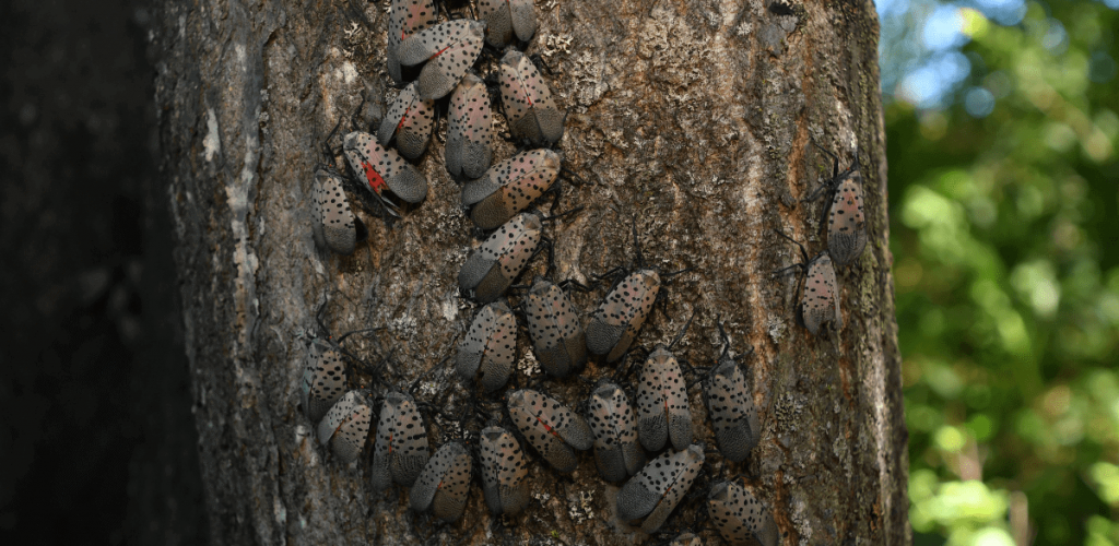 Spotted Lanternfly blog1 (2)