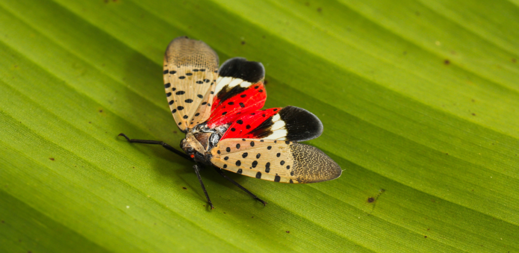 Spotted Lanternfly blog1 (3) Spotted Lanternfly blog1 (3)
