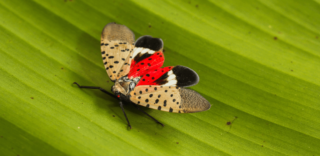 Spotted Lanternfly blog1 (3)