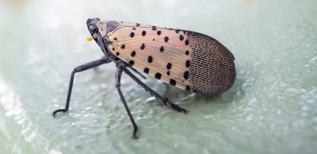 Spotted Lanternfly blog1 Spotted Lanternfly blog1